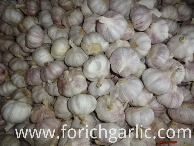 Export Normal Garlic